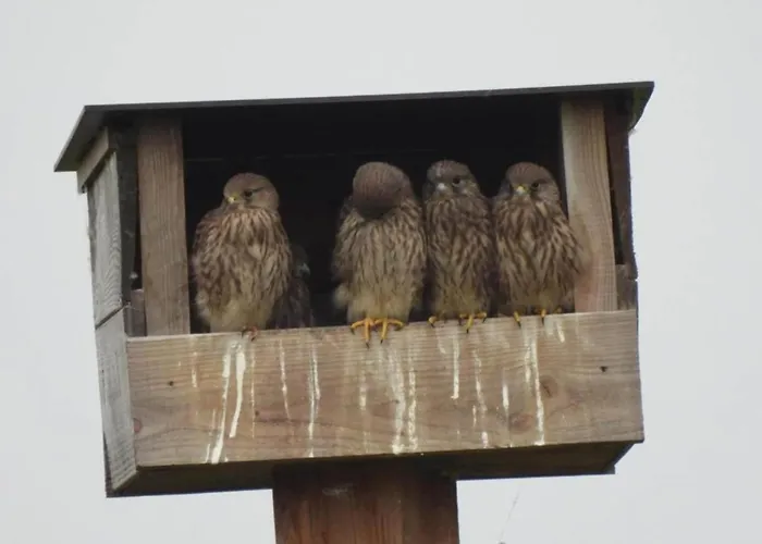 Charming Mansion With Bikes Holiday home *