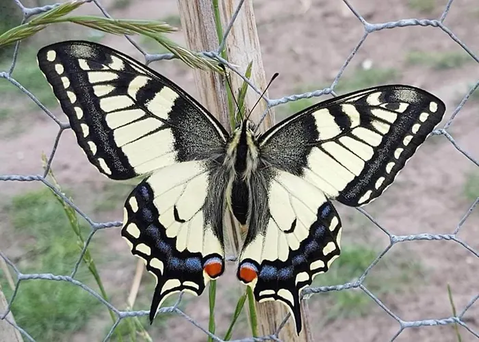 Charming Mansion With Bikes